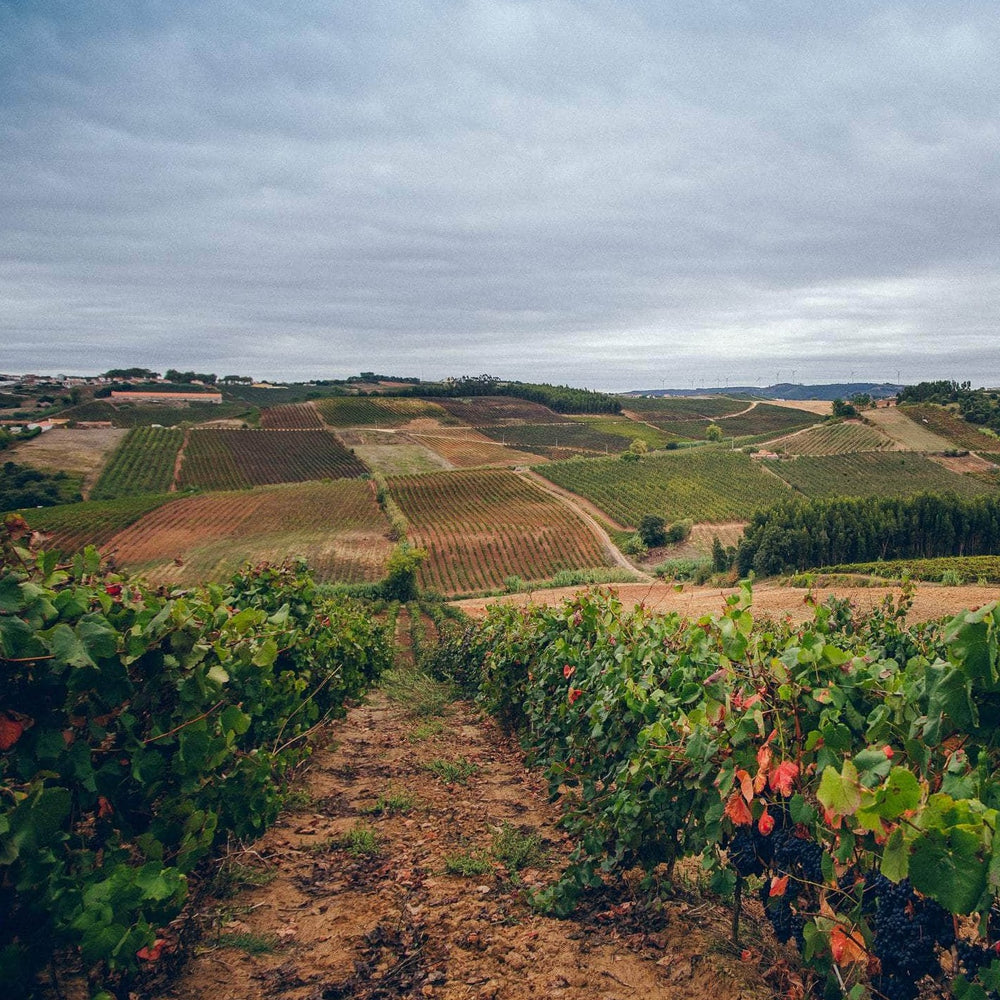 Porta 6 BINCELLAR 14WPOR001 WINE