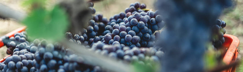 Final Week of Our September Wine Sale