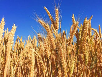 Malt - How, What & Why
