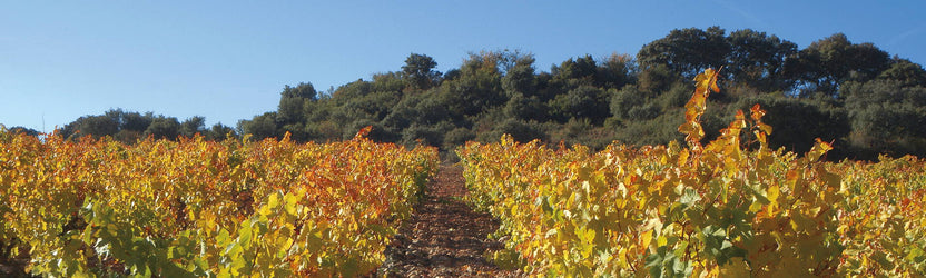 New Wine Offers for June