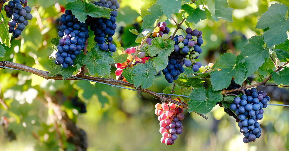 Take One Grape - Pinot Noir