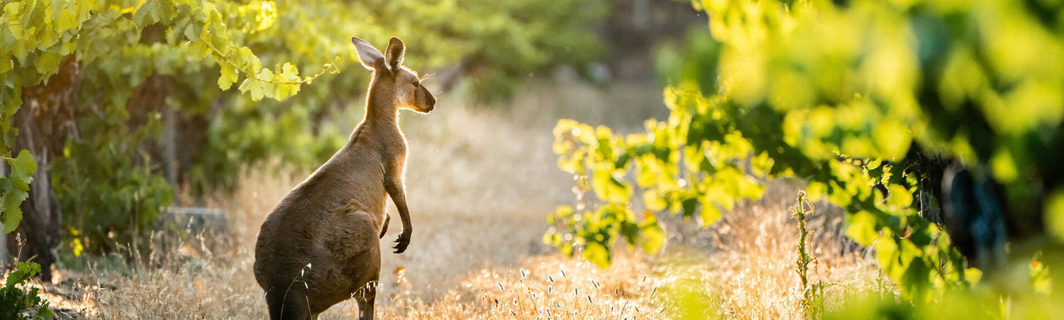 The 5 Best Australian Wines You Need To Try