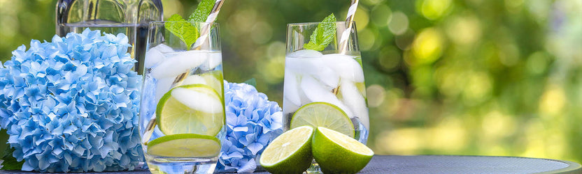 O'Briens Summer Gin Sale | New Arrivals
