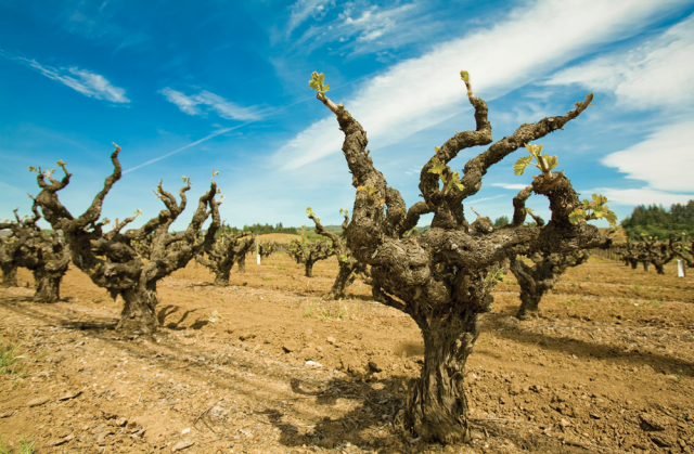 Que Syrah, Syrah!