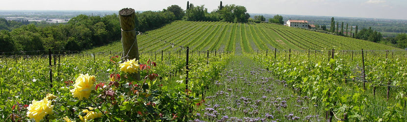What makes a Wine Vegan or Vegetarian?