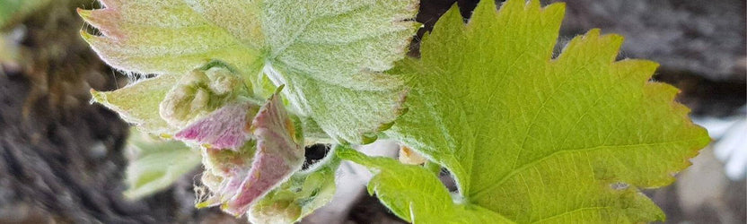 The Best Wine Offers for Spring Sipping