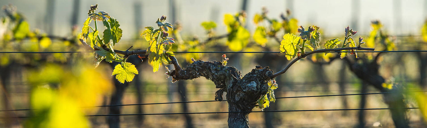 Spring Wine Sale Ends Sunday