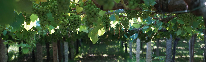 Five  Of  The Best Wines To Try This Weekend