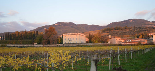 Italian Wine Sale