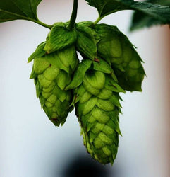 Hops for All