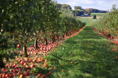 Apple Brandy, The Hows & Whys