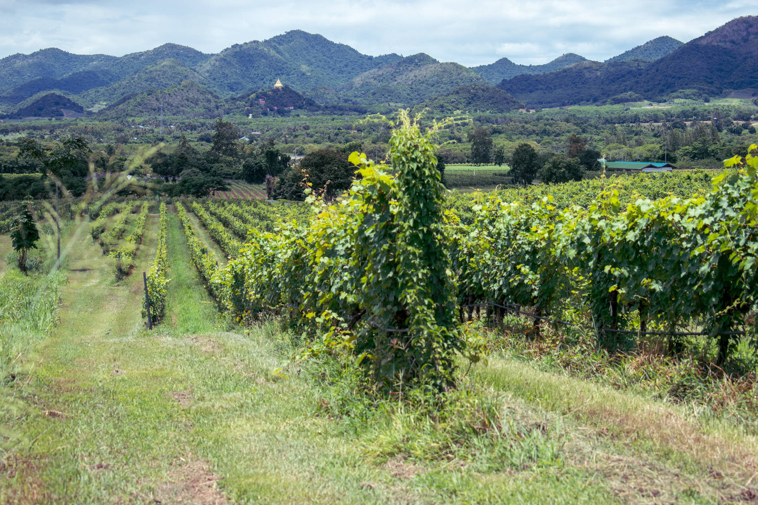 What Is A Vegan Wine?