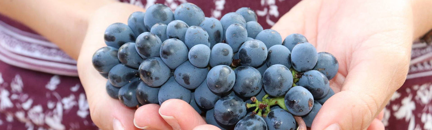 Celebrating Women in Wine for International Women’s Day - Part 2