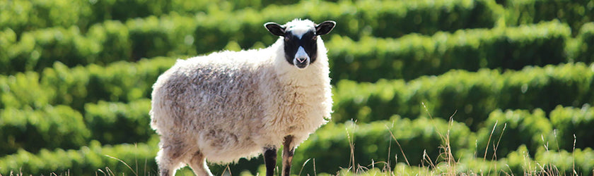 Guide To Marlborough Sauvignon Blanc