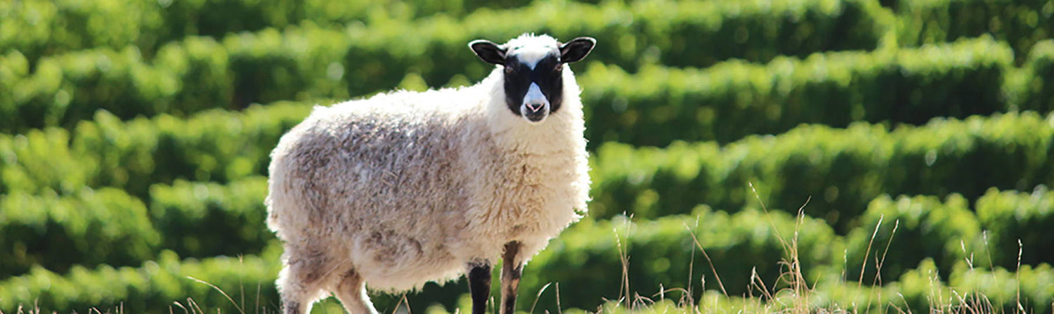 Guide To Marlborough Sauvignon Blanc