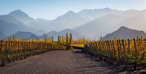Mountain Wines