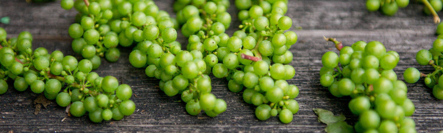 Stylish Sauvignons