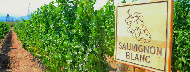 Your Guide To French Sauvignon Blanc