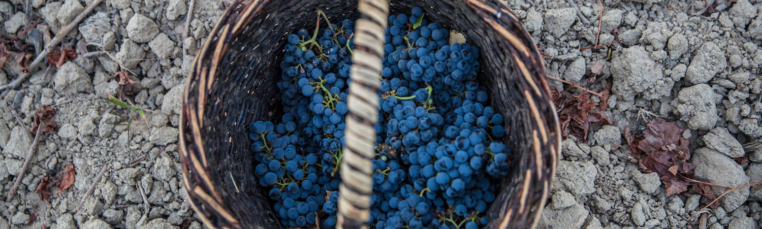 Wines to Celebrate International Cabernet Sauvignon Day