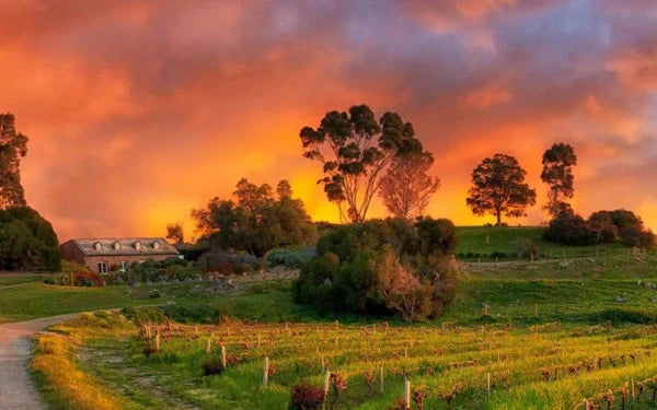 Table 3 | Wine Festival | Australia | Bethany Wines [hidden]