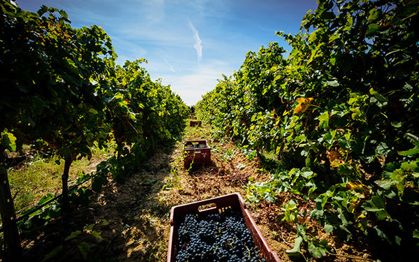 Table 12 | Wine Festival | France | Château de Paraza [hidden]