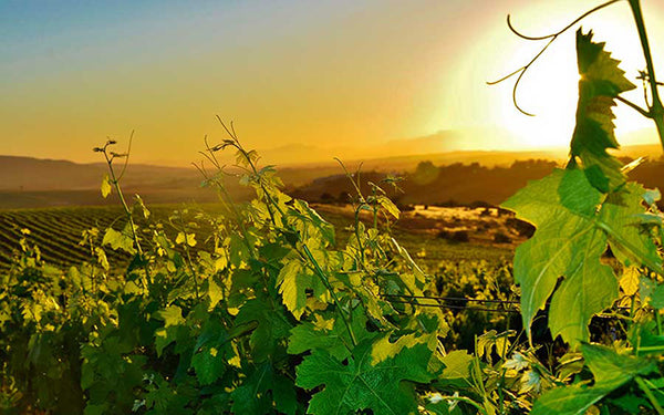 Table 68 | Wine Festival | South Africa | Delheim Wines [hidden]
