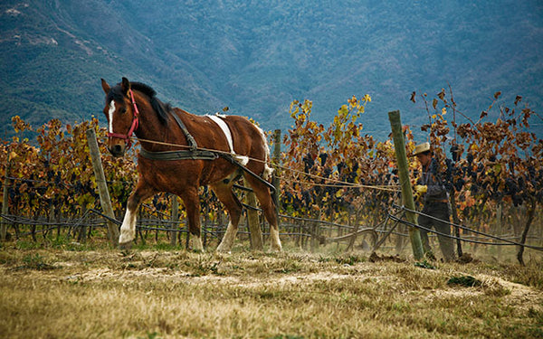 Table 7 | Wine Festival | Chile | Emiliana [hidden]