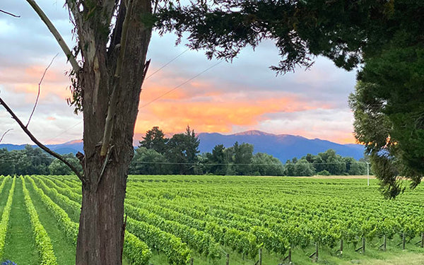 Table 50 | Wine Festival | New Zealand | Insight Vineyard [hidden]