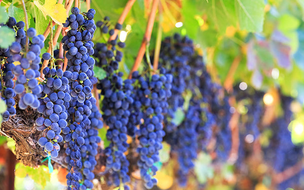 Table 4 | Wine Festival | Australia | O'Dwyer Wines [hidden]