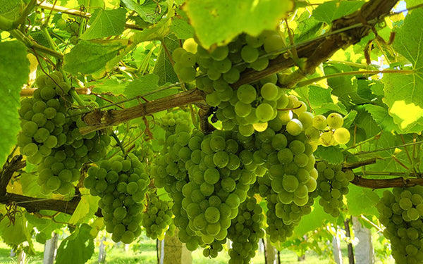 Table 67 | Wine Festival | Spain | Pazo Do Mar [hidden]