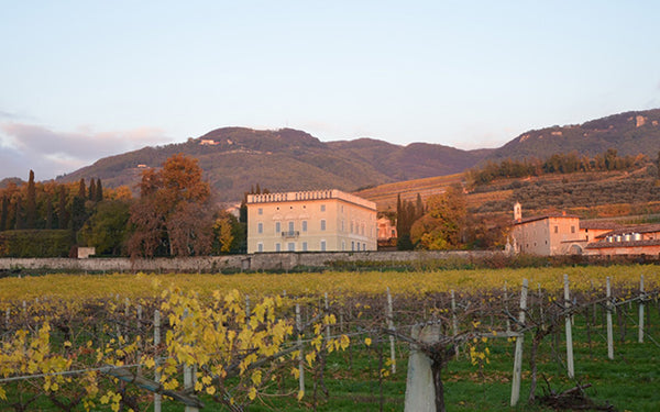 Table 40 | Wine Festival | Italy | Guerrieri Rizzardi Winery [hidden]