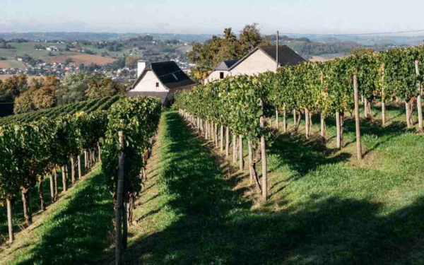 Table 19 | Wine Festival | France | Lionel Osmin [hidden]