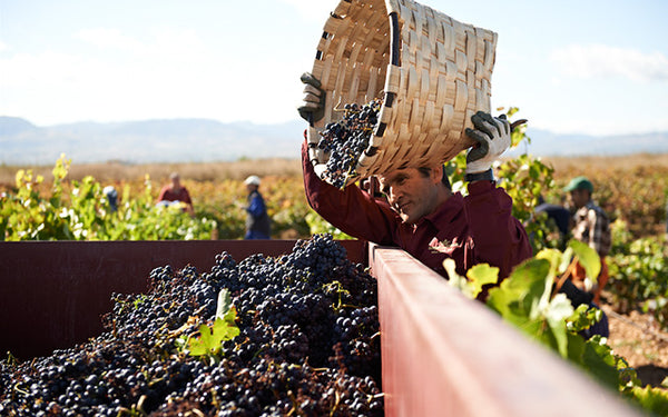 Table 58 | Wine Festival | Spain | Bodegas Marqués de Murrieta [hidden]
