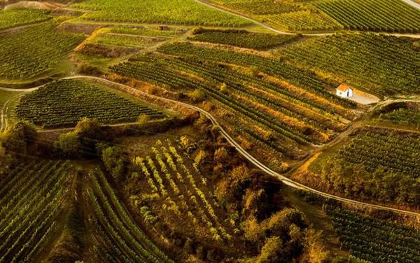 Table 5 | Wine Festival | Austria | Weingut Rabl [hidden]