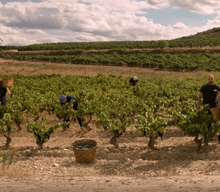 O'Briens Wine