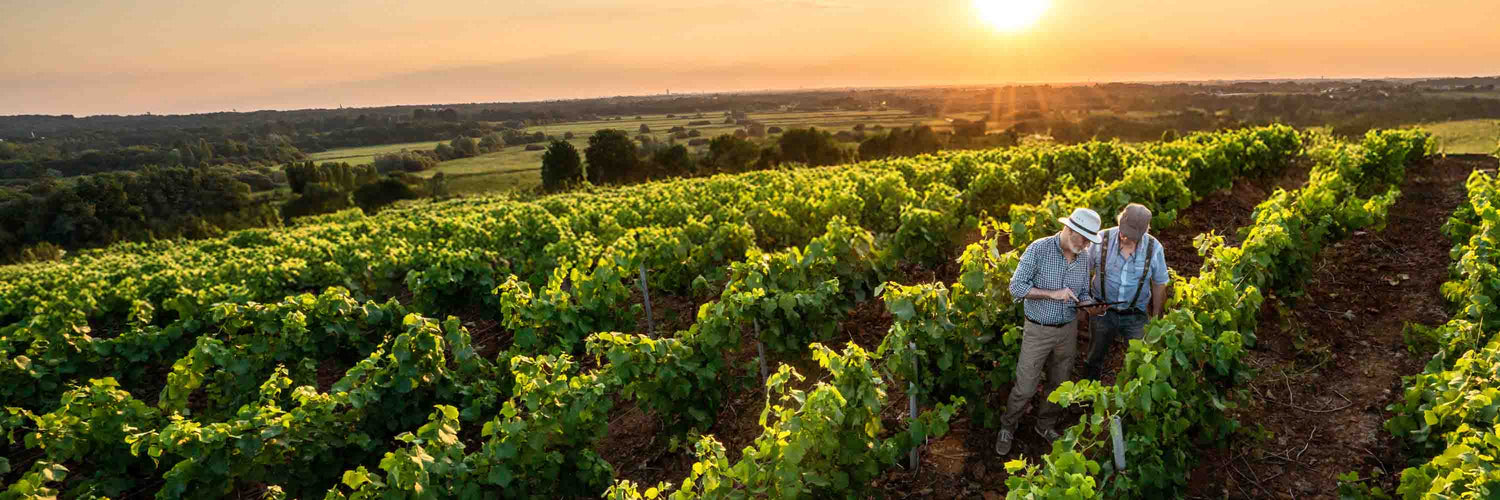 O'Briens Wine