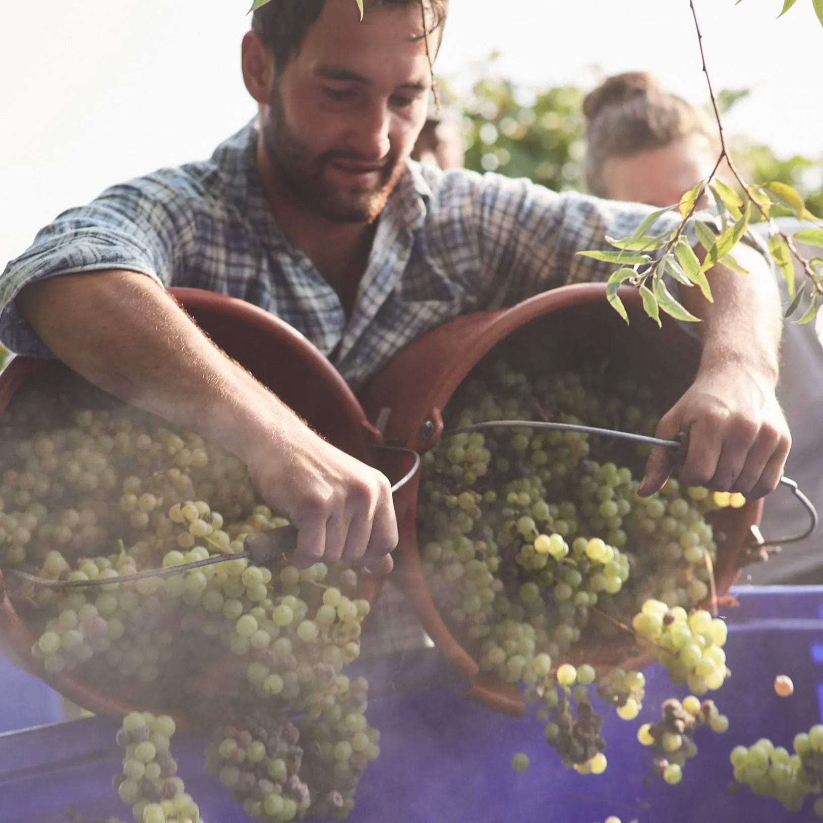 Table 16 | Wine Festival | France | Domaine Borie de Maurel [hidden]
